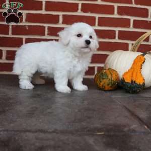 Bunny, Bichon Frise Puppy